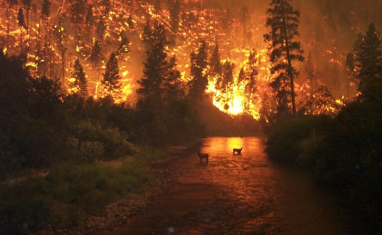 шумските пожари