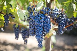 Винариите ќе откупуваат 90 милиони килограми грозје