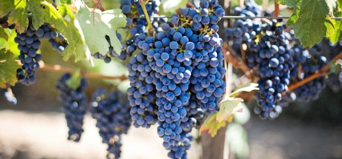 Винариите ќе откупуваат 90 милиони килограми грозје
