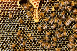 Предавање „Одржливо пчеларство – искуства и практики“