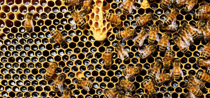 Предавање „Одржливо пчеларство – искуства и практики“
