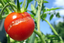 Зошто доматите ви пукаат пред берба?
