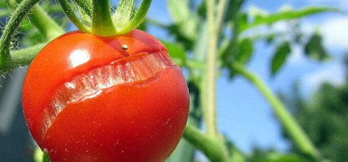 Зошто доматите ви пукаат пред берба?