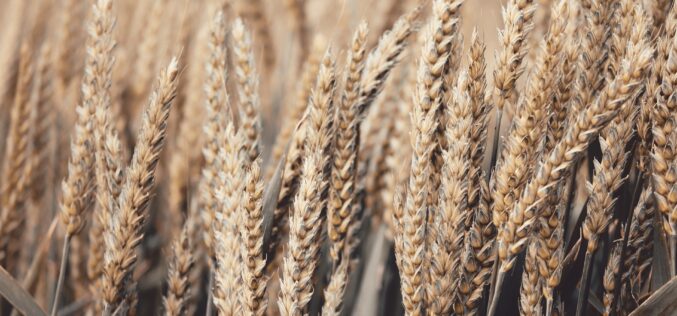 Цената на пченицата во пораст, а останатите житарици бележат намалување