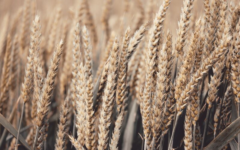 Цената на пченицата во пораст, а останатите житарици бележат намалување