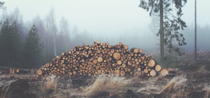Забележан пад на шумското производство за 1,4%