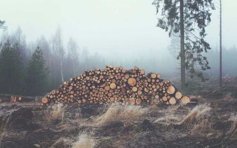 Забележан пад на шумското производство за 1,4%