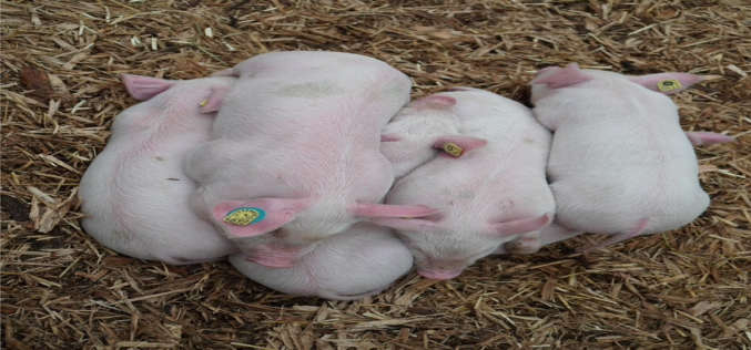 Опасност од појава на Едемска болест при одвојување на прасињата од доење и започнување исхрана со цврста храна