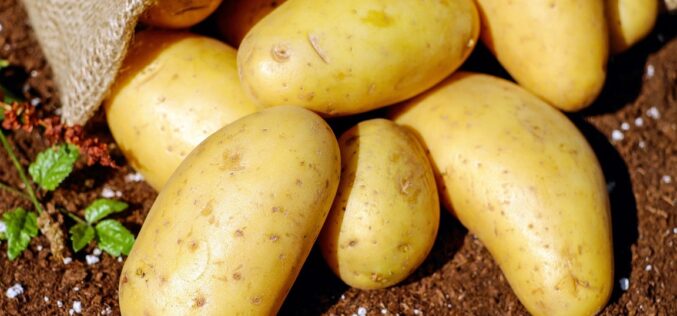 Германија лидер во производство на компири во ЕУ