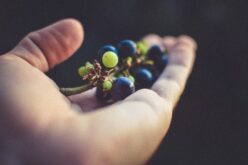 „Тиквеш“ и годинава откупи најмногу грозје по повисоки цени од просечните