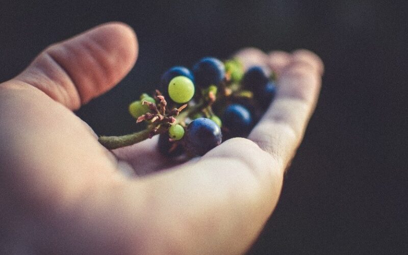 „Тиквеш“ и годинава откупи најмногу грозје по повисоки цени од просечните