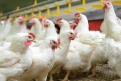 Птичји грип во Албанија – Во Драч угинати најмалку 100.000 кокошки
