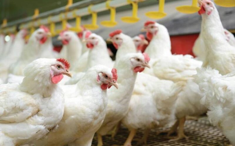 Птичји грип во Албанија – Во Драч угинати најмалку 100.000 кокошки