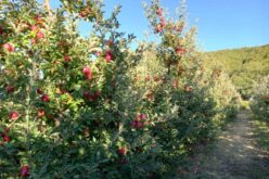 Хоџа: Македонското јаболко ќе се извезува во Украина без царина