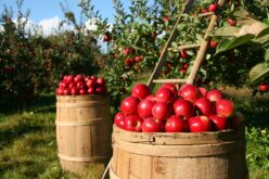 Основни совети за складирање на јаболко по бербата