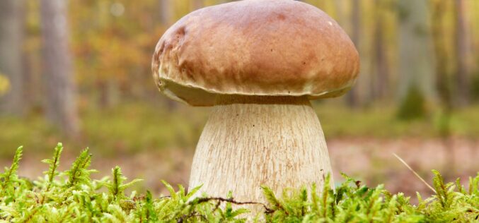 Вргањот е кралот на планинските печурки – Топ три здравствени придобивки