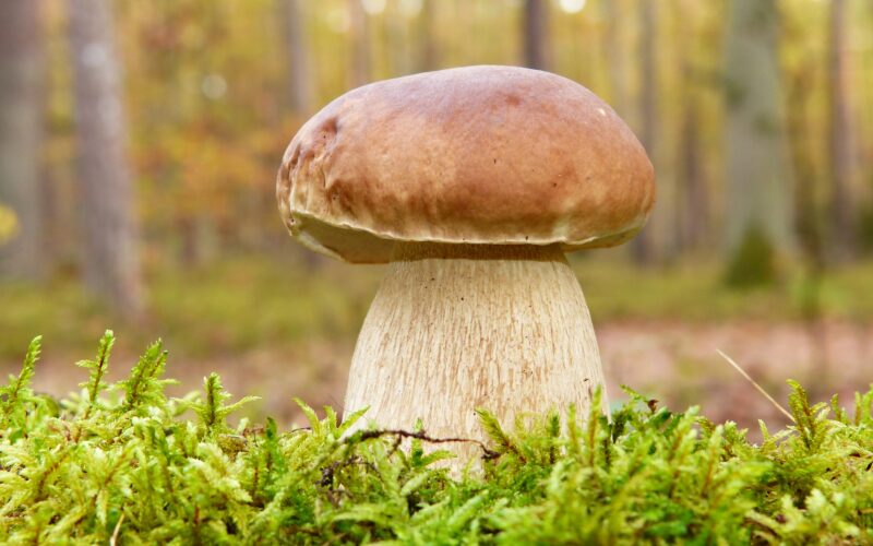 Вргањот е кралот на планинските печурки – Топ три здравствени придобивки