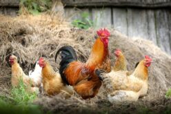 Птичјиот грип причина за тревога во Франција, подигнат степенот за предупредување