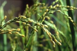 (ВИДЕО) Како се врши процесирање на оризот по жетвата