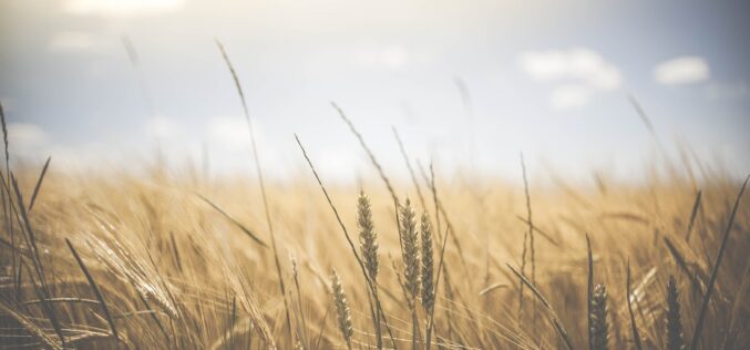 На светските берзи цената на пченицата сѐ уште во нагорна линија – Зголемени цените на житните култури