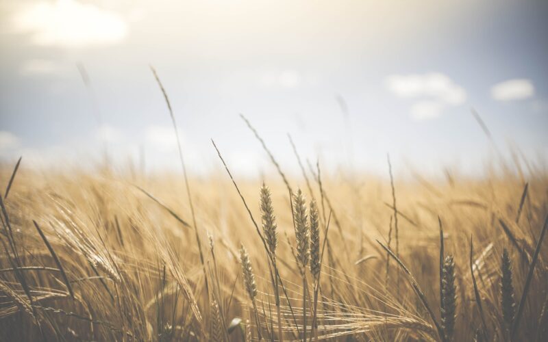 На светските берзи цената на пченицата сѐ уште во нагорна линија – Зголемени цените на житните култури