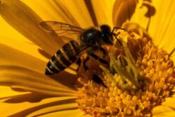 Дали јапонските супер пчели може да се замена за „припитомените“ пчели?