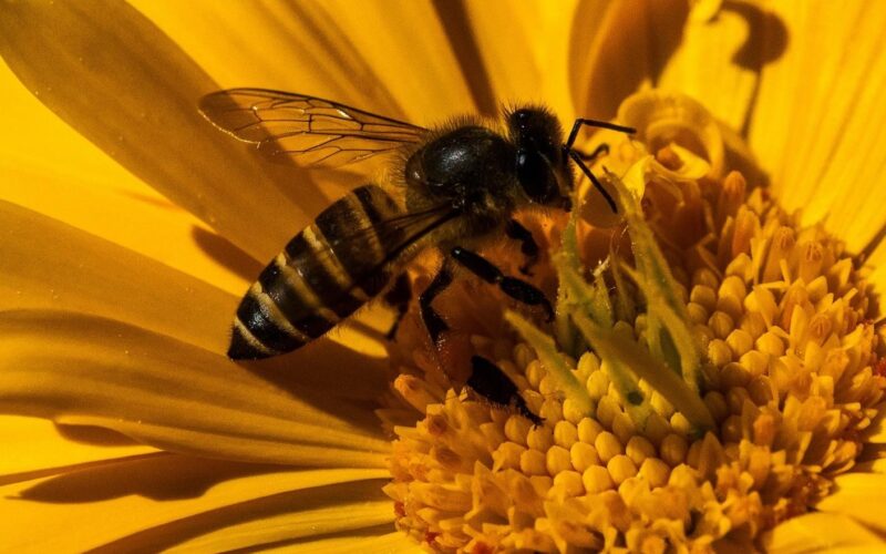 Дали јапонските супер пчели може да се замена за „припитомените“ пчели?