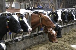 Зошто се одбележува светскиот ден на животните на фарма?