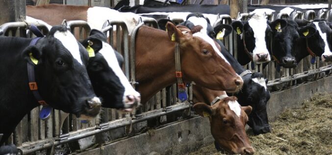 Зошто се одбележува светскиот ден на животните на фарма?