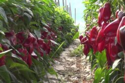 Земјоделците од Струмичко задоволни од откупните цени на пиперката „ајварка”
