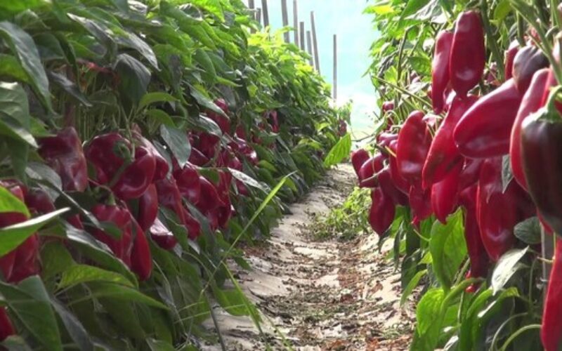 Земјоделците од Струмичко задоволни од откупните цени на пиперката „ајварка”