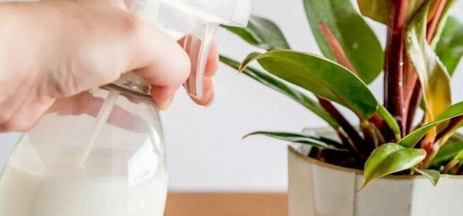 Неверојатните придобивки за заштита на растенијата со препарат на база на млеко