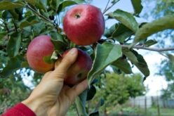 Преспанско јаболко – Македонска гордост загрозена од климатските промени