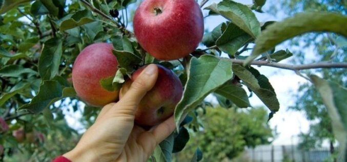 Преспанско јаболко – Македонска гордост загрозена од климатските промени