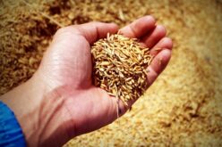 Николовски: Продолжена мерката од 3 денари за произведена и предадена оризова арпа
