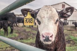 Обид на научници да научат крави како да користат тоалет за да ја спасат планетата