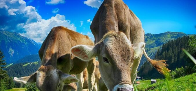 Како витаминот А влијае врз развојот на животните во сточарското производство