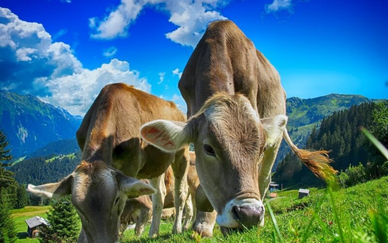 Како витаминот А влијае врз развојот на животните во сточарското производство