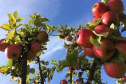 Неизвесно е дали албанските берачи на јаболка ќе пристигнат во Преспа оваа сезона