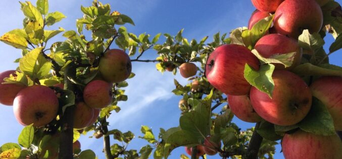 Неизвесно е дали албанските берачи на јаболка ќе пристигнат во Преспа оваа сезона