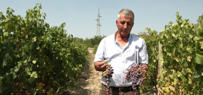 Дано Јошев со апел да се почитува договорената цена за грозјето
