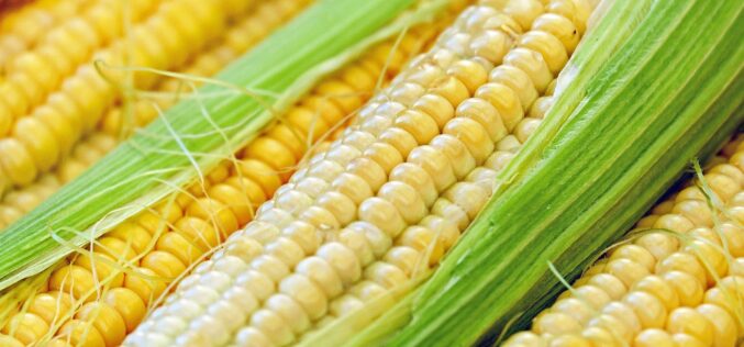 Пет факти за пченката која од Новиот континент стана глобален феномен
