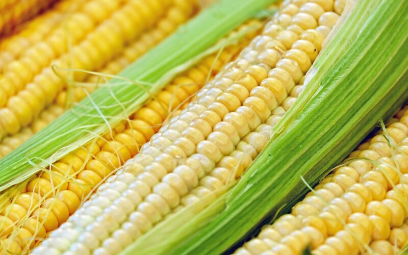 Пет факти за пченката која од Новиот континент стана глобален феномен