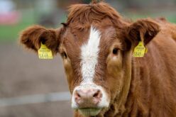 Дали индустријата за телешко стана организиран монопол?