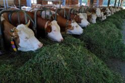 Здрава крава значи здрав румен – Зошто е битно правилното функционирање на руменот