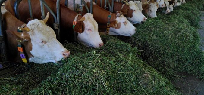 Здрава крава значи здрав румен – Зошто е битно правилното функционирање на руменот