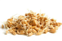 Пченичните никулци – богат извор на микронутриенти