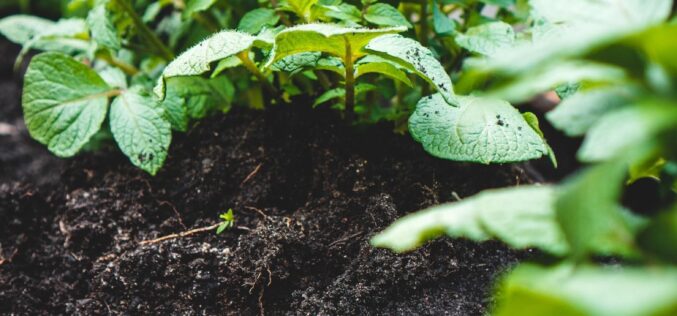 5 начини како да ја подобрите вашата почва