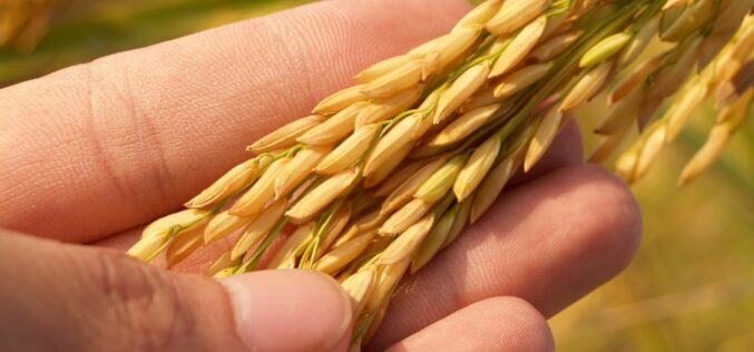 Оризопроизводителите од кочанско без интерес за сеидба – Ќе има ли ориз оваа сезона?