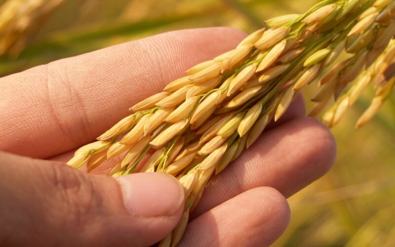 Временските услови ја одложија жетвата на ориз